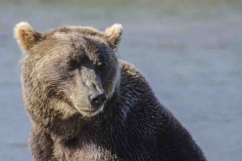 Oso Pardo - Kamchatka - Rusia 43.jpg